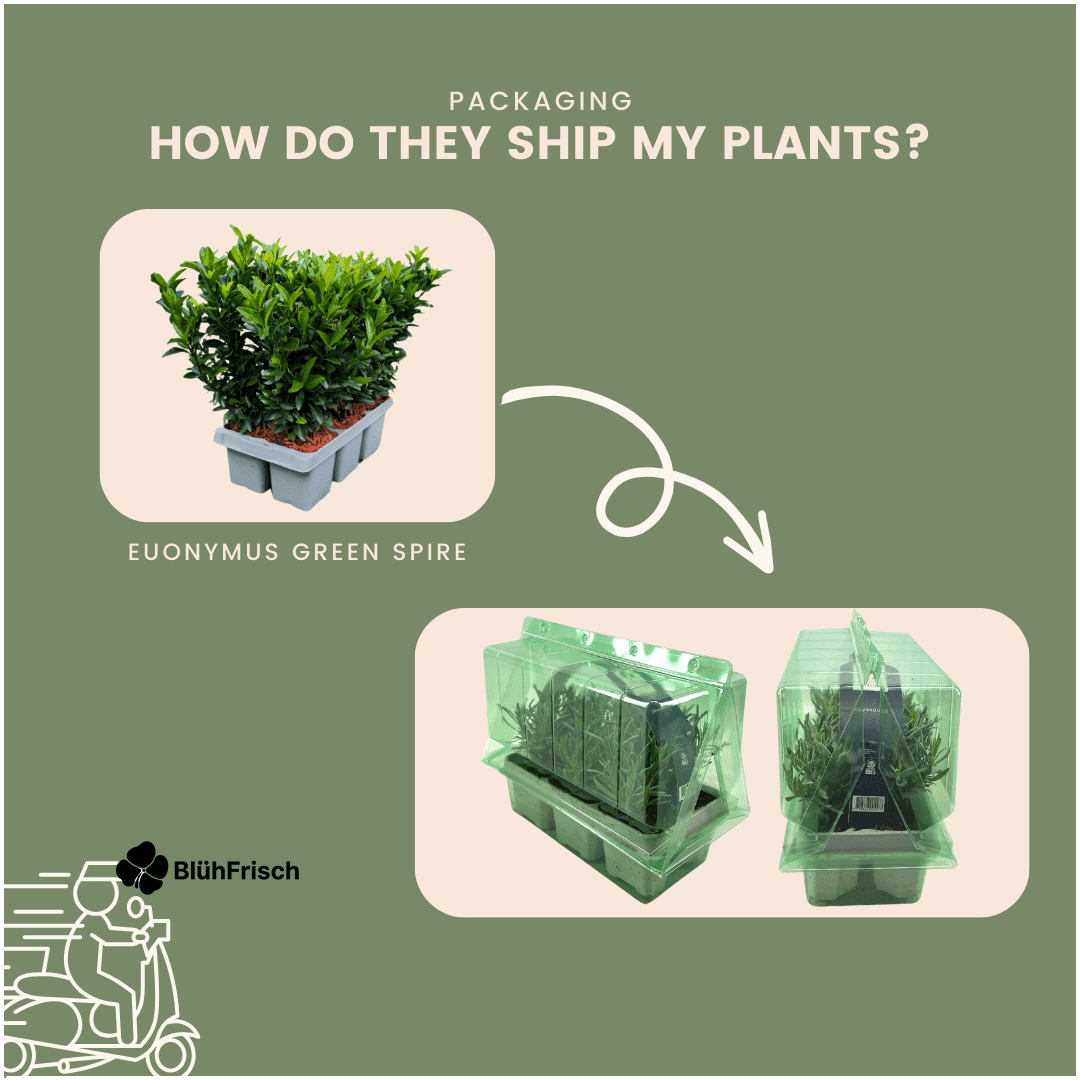 72 x Euonymus 'Green Spire' - 72 x Ø 7 cm - ↨ 15 cm