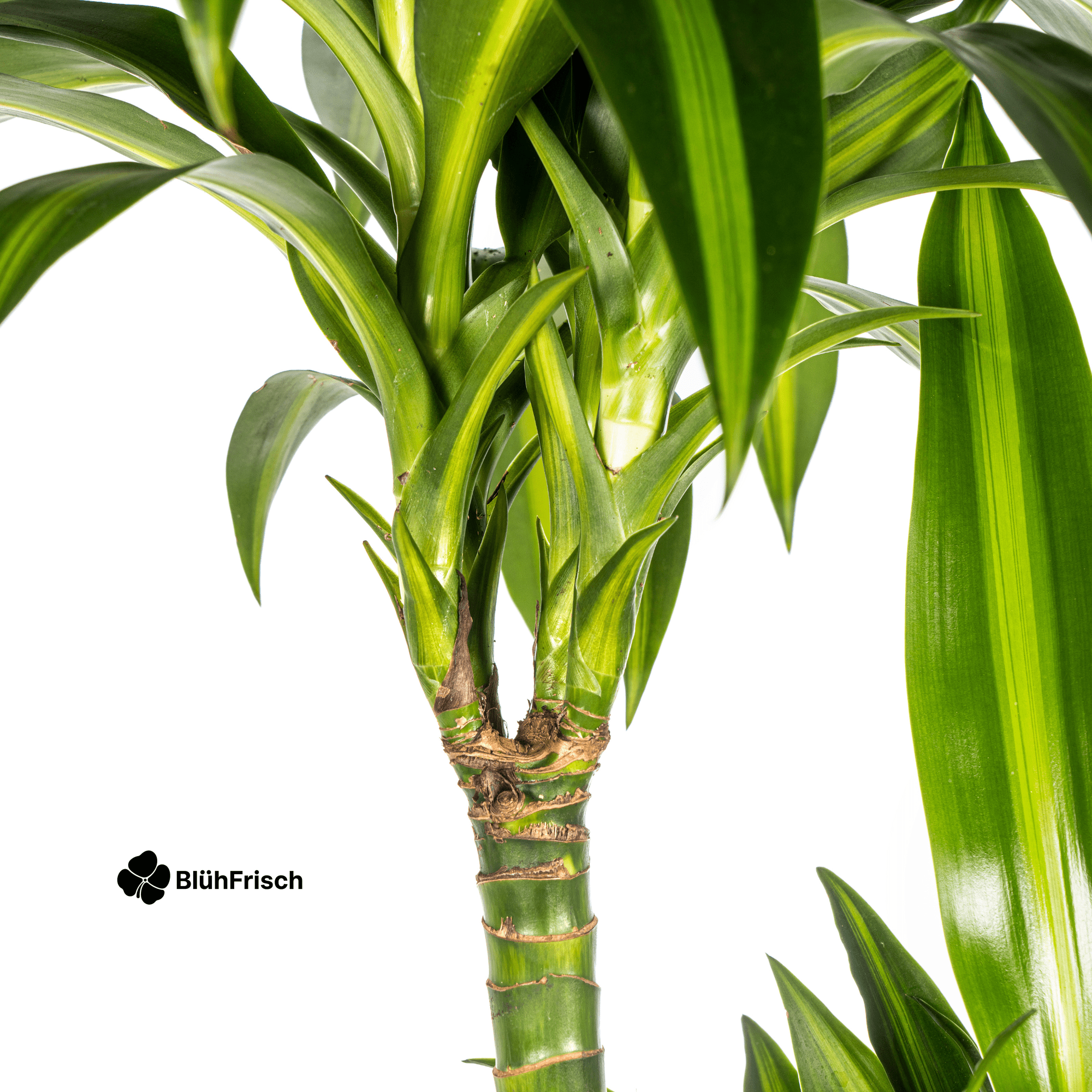 Dracaena Hawaiian Sunshine mit Korb 130 - 150cm