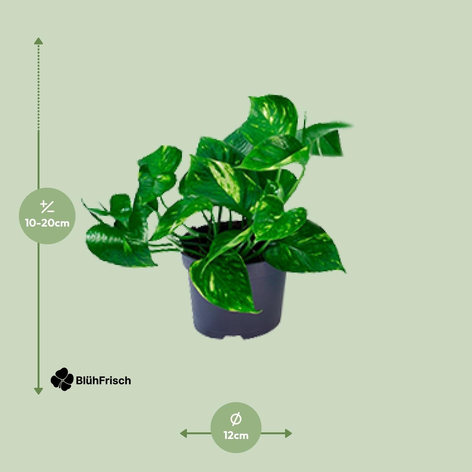 Epipremnum Aureum - Ø12cm - ↕20cm