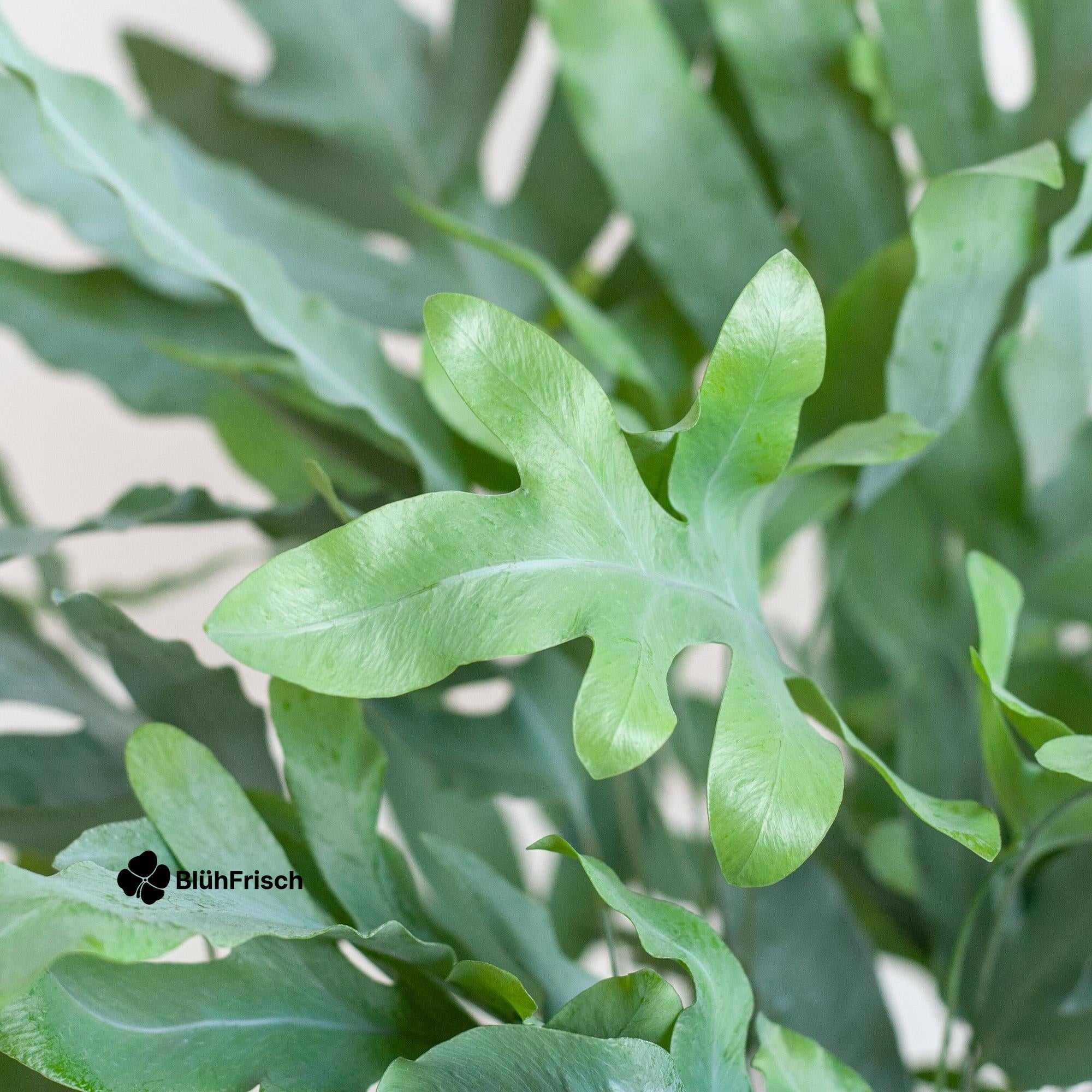 Phlebodium Aureum 'Blue Star' mit Korb Lissabon weiß - 40cm - Ø17