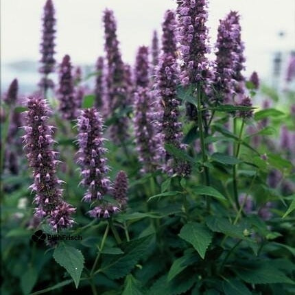 24x Agastache 'Blue Fortune' - ↕10-25cm - Ø9cm