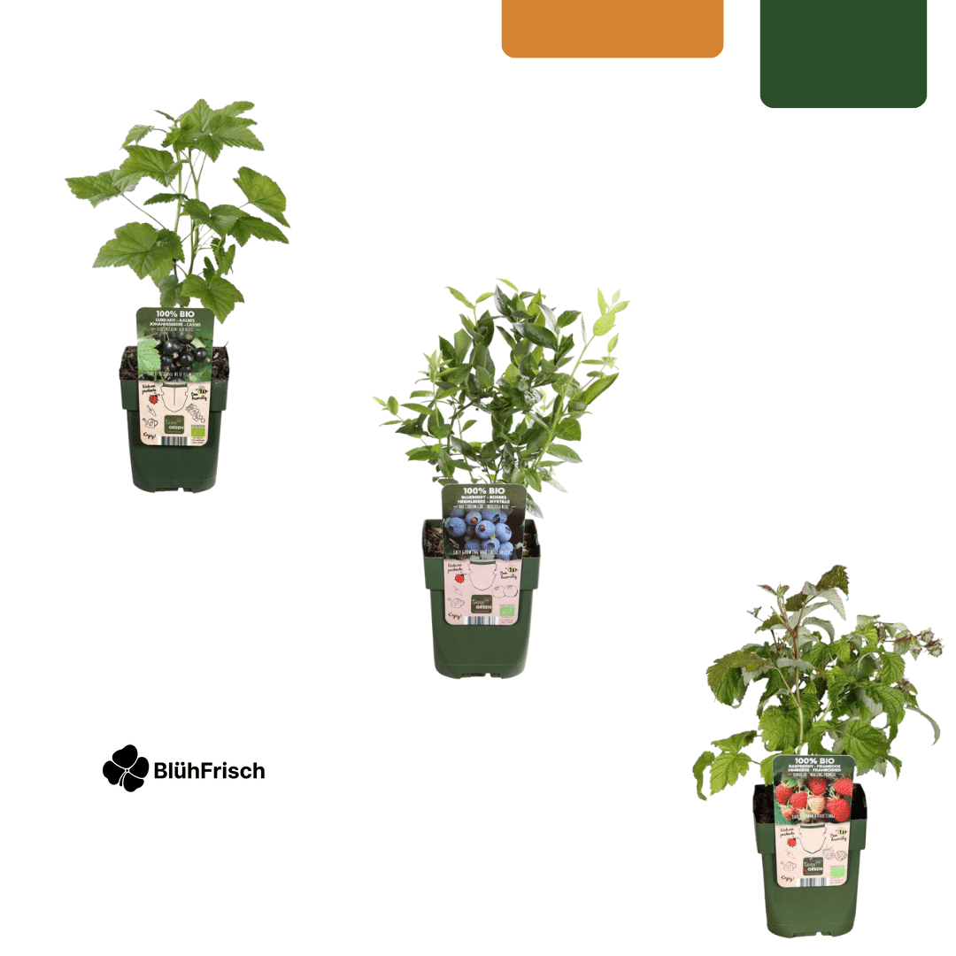 „Früchte-Party“ BIO Obstpflanzen-Mix – Set mit 3 verschiedenen Sorten