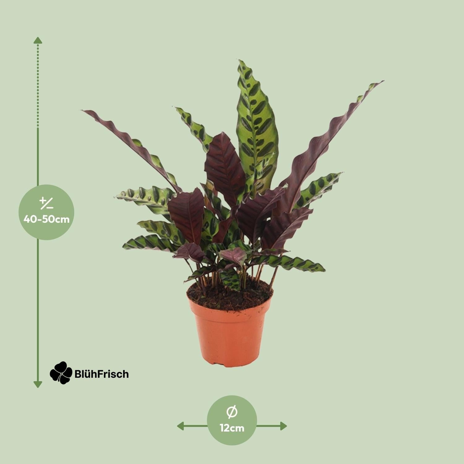 Calathea Insignis - Ø12cm - ↕50cm