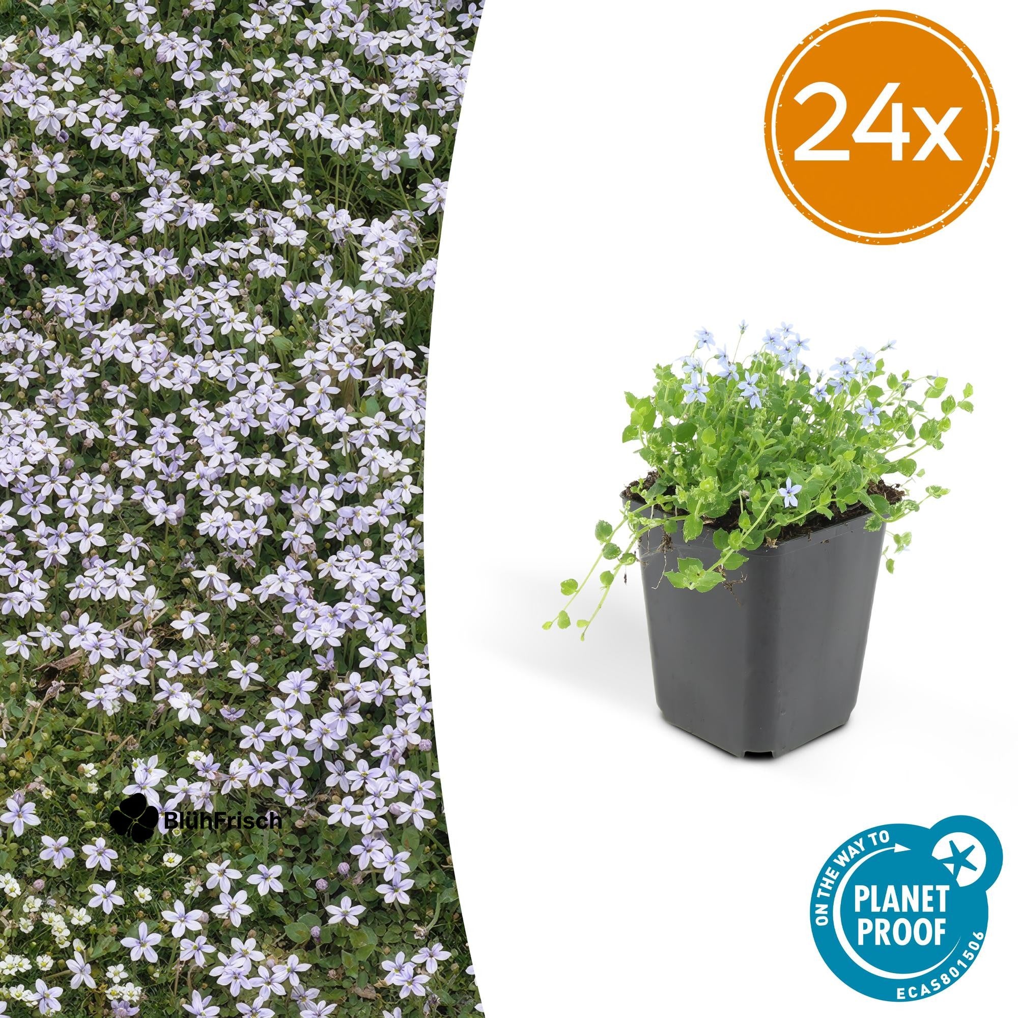 24x Isotoma fluviatilis - ↕10-25cm - Ø9cm