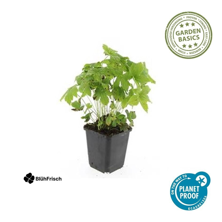 24x Geranium nodosum - ↕10-25cm - Ø9cm