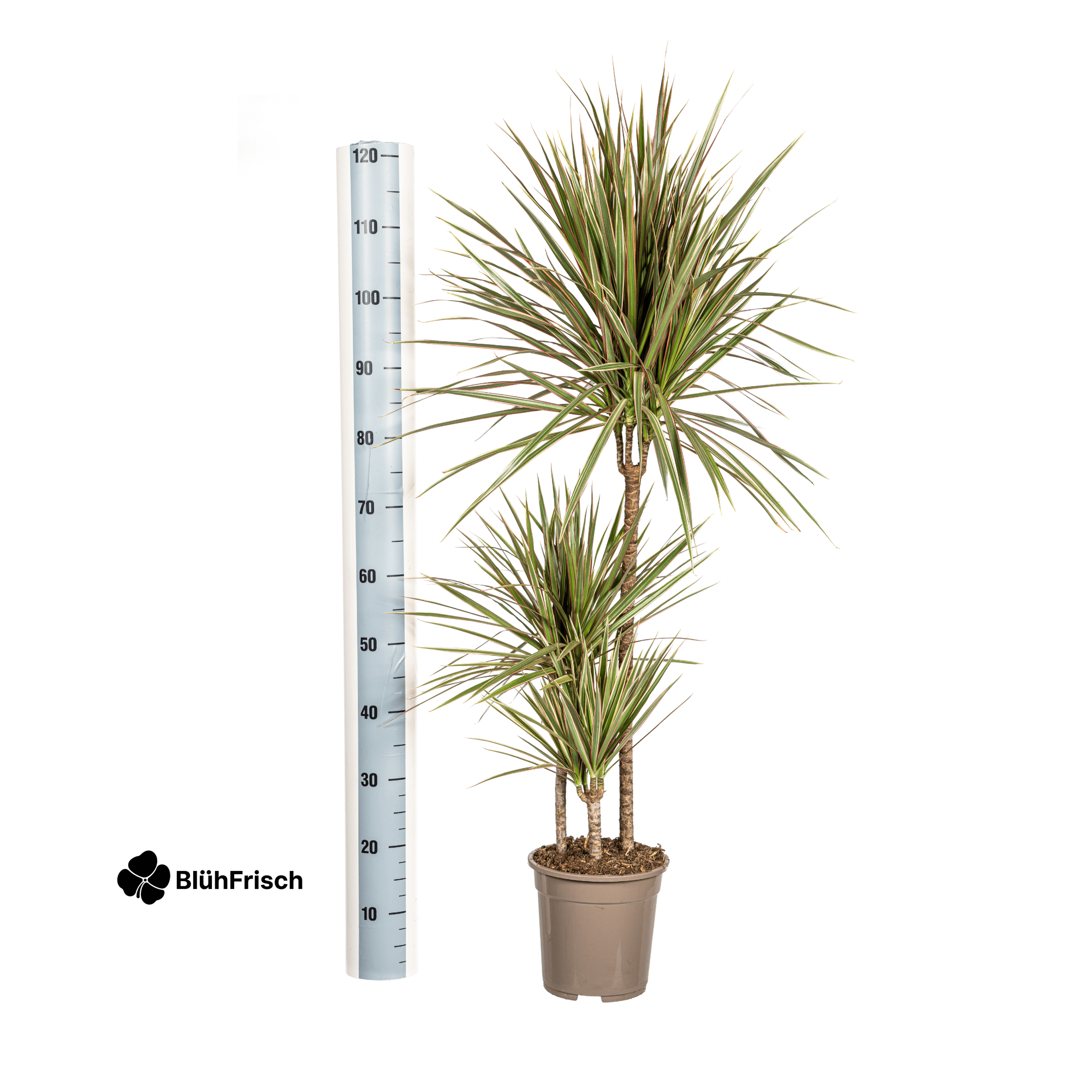 Dracaena Marginata Bicolor mit Korb 110 - 130cm