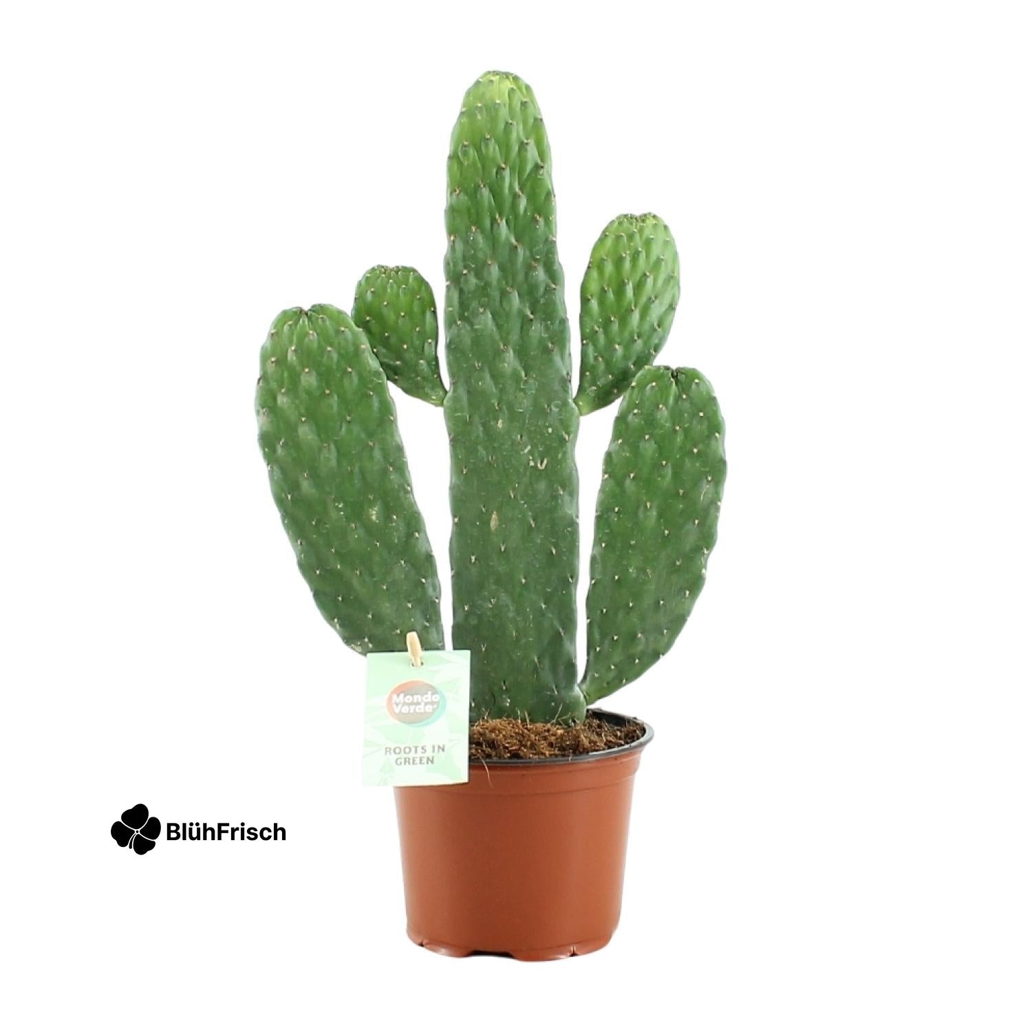 Opuntia Rubescens Consolea - Ø12cm - ↕35cm