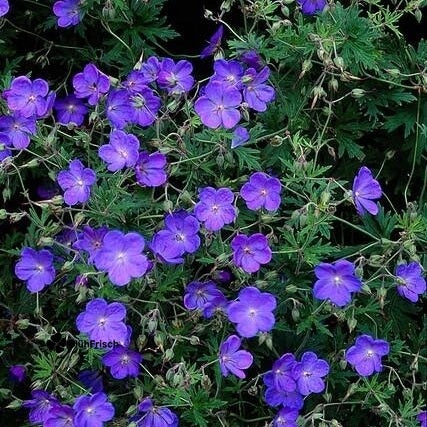 24x Geranium 'Johnson's Blue' - ↕10-25cm - Ø9cm