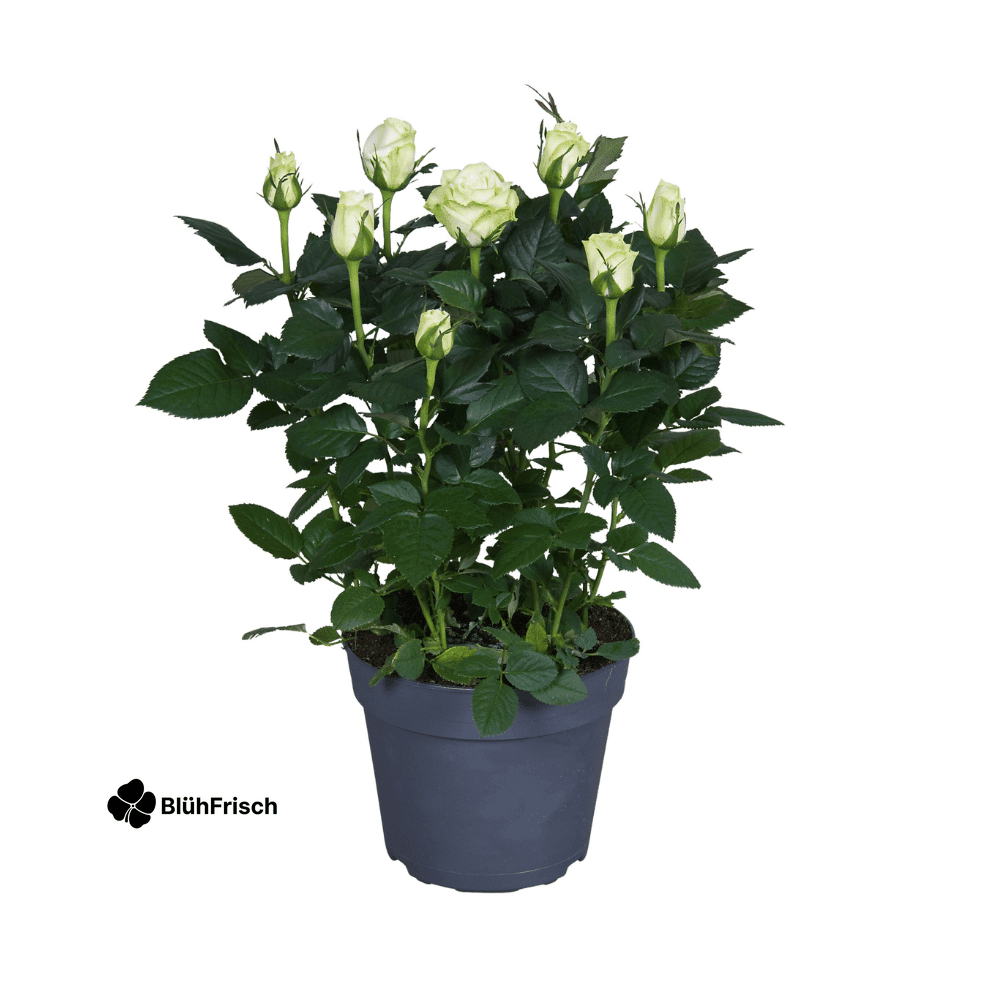 Rosa wit - Ø17cm - ↕45cm