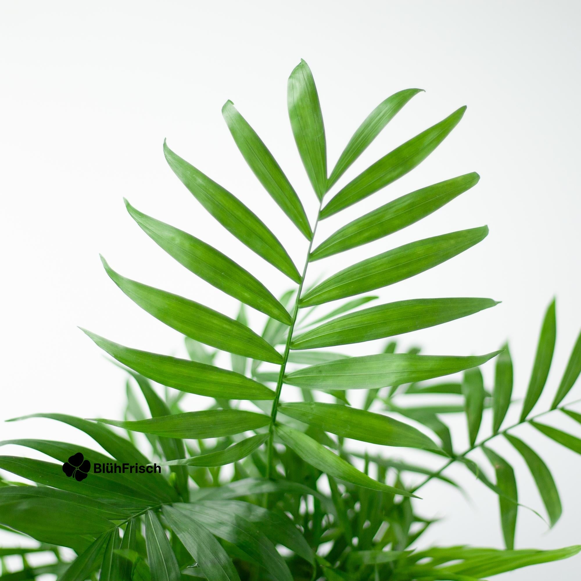 Chamadorea Elegans mit Viber weiß - 55cm - Ø17