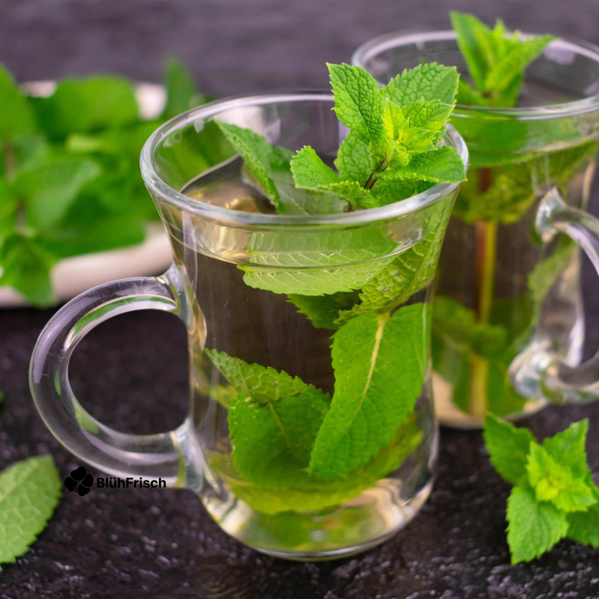 GreenboutiQ - Kräuter pakket - Kräutertee - 24 Stauden - Für 3 m2 - Verschiedene Farben - Wenig Pflege - Topf 11cm