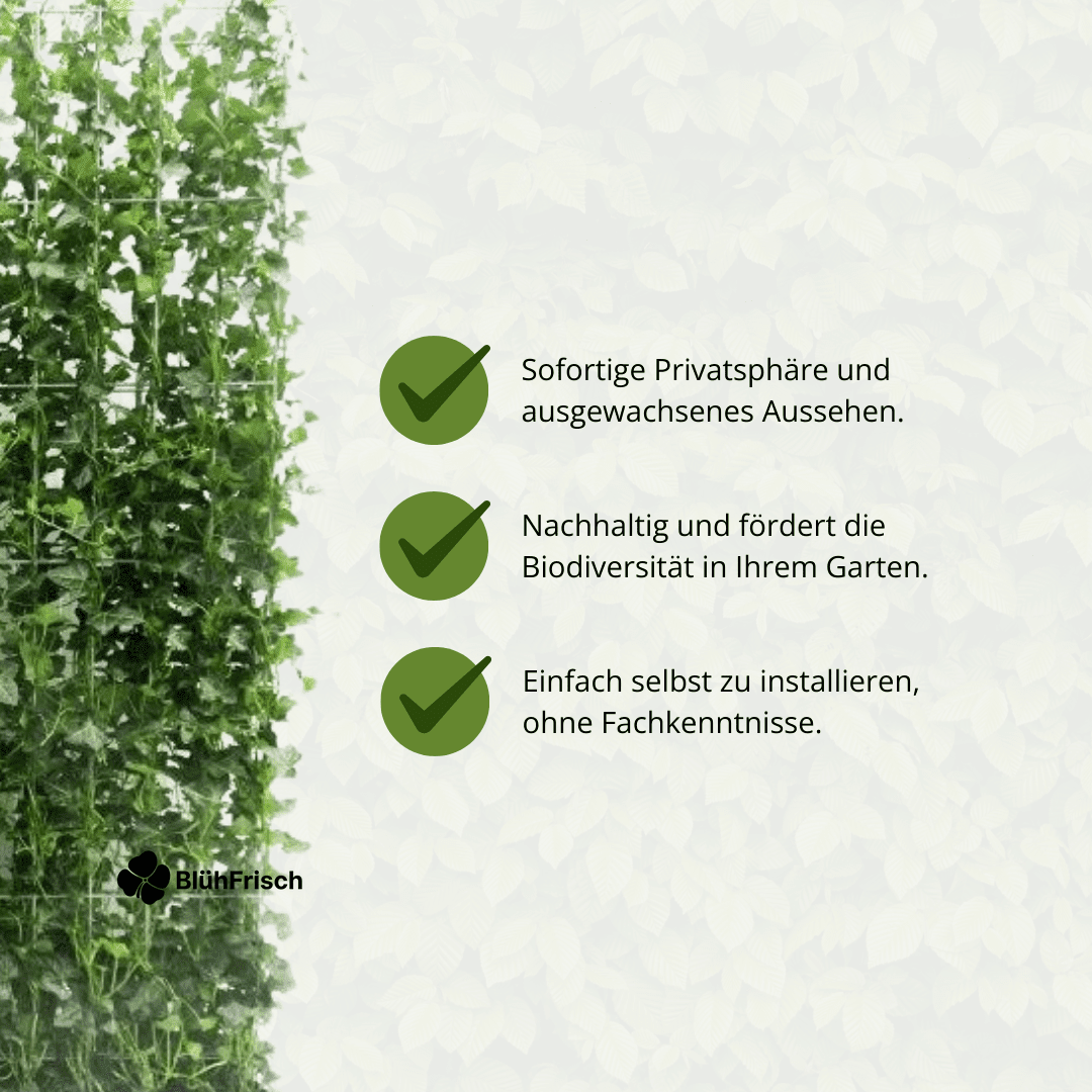 Hedera Hibernica - Efeu - Fertighecke - ↨150 cm