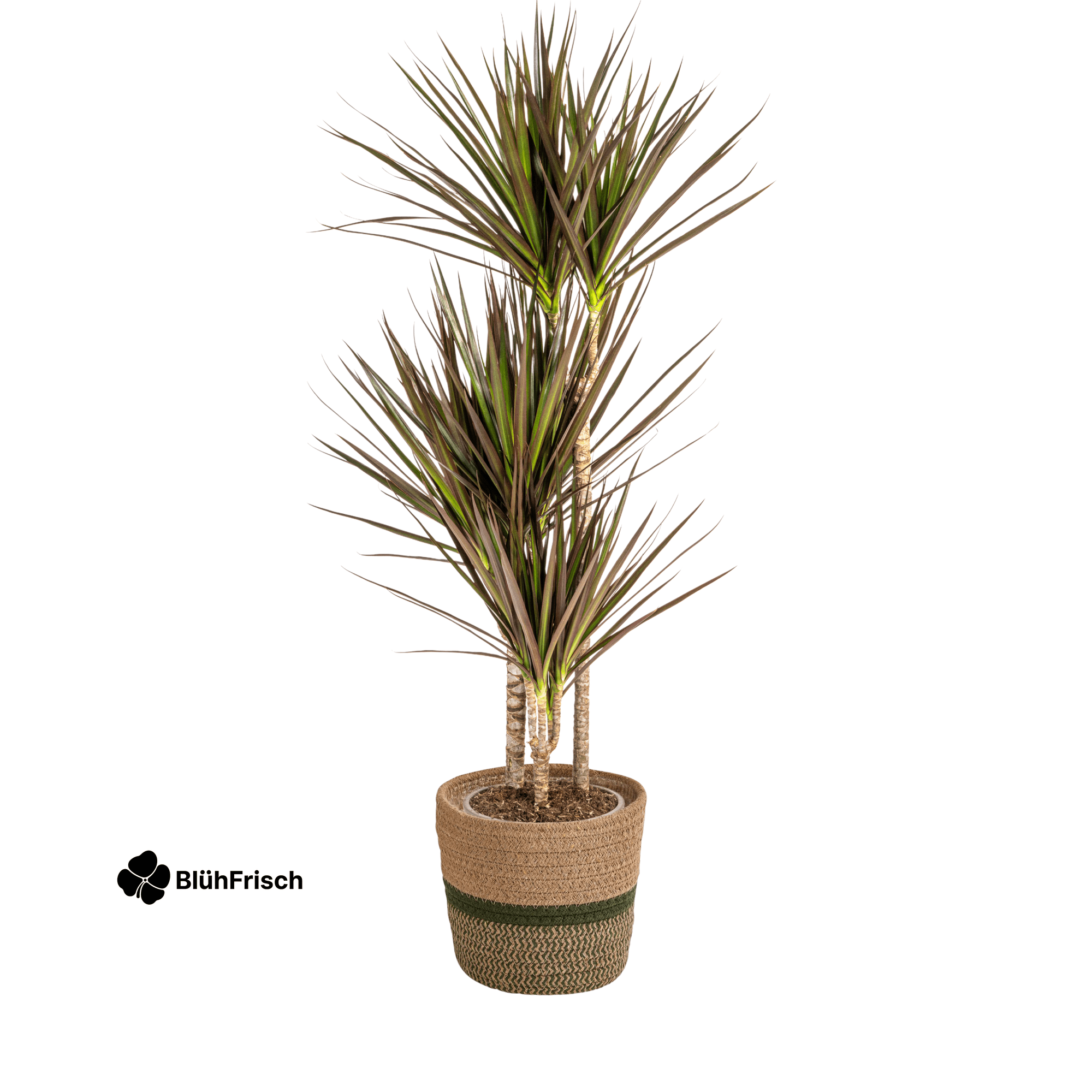 Dracaena Marginata Magenta mit Korb 110 - 130cm