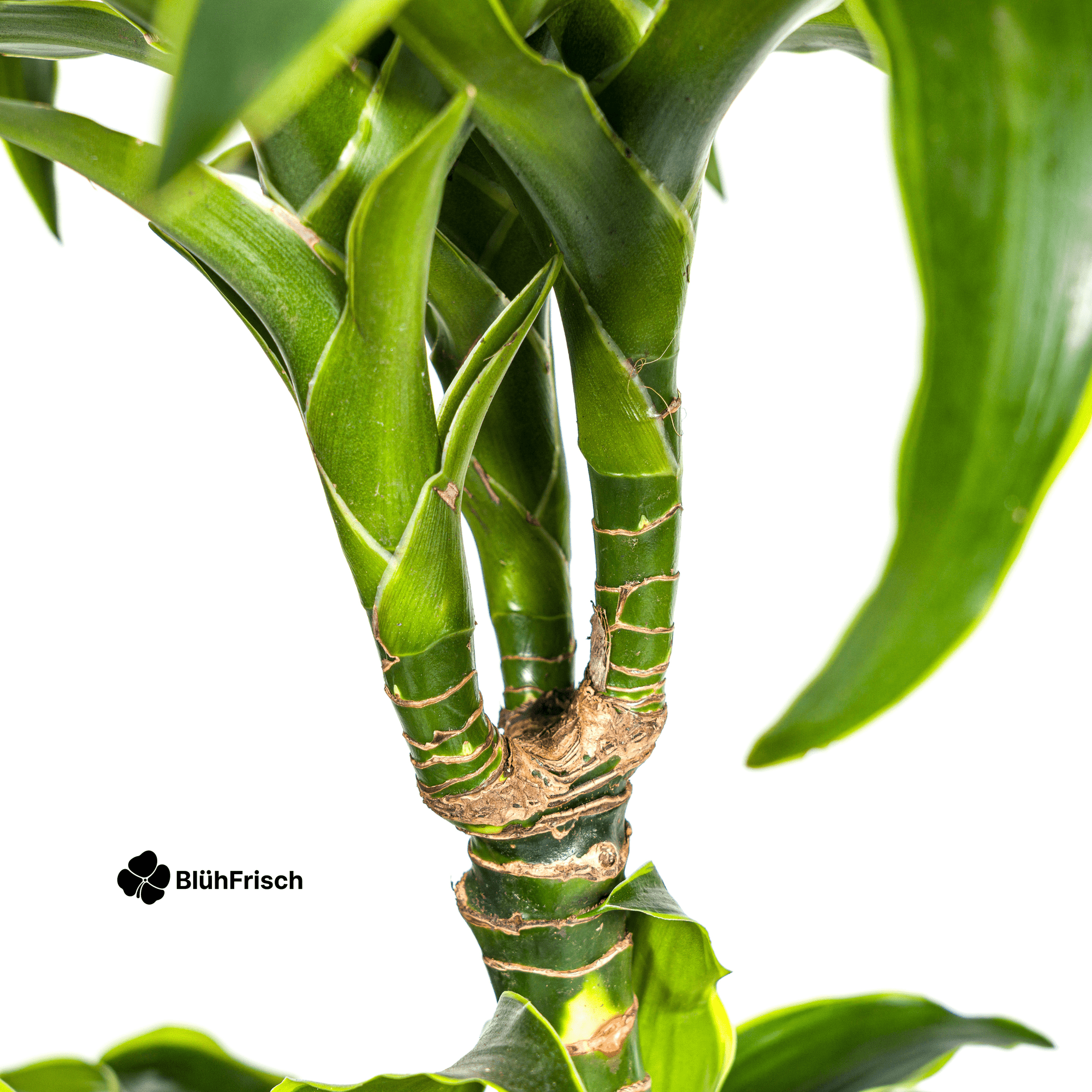 Dracaena Deremensis Dorado mit Korb 120 - 140cm