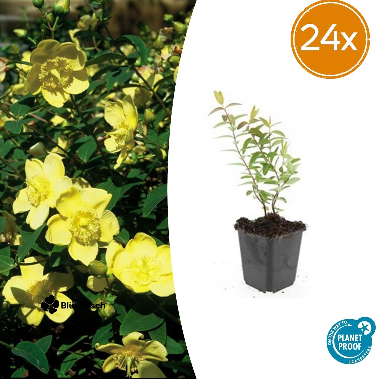 24x Hypericum 'Hidcote' - ↕10-25cm - Ø9cm