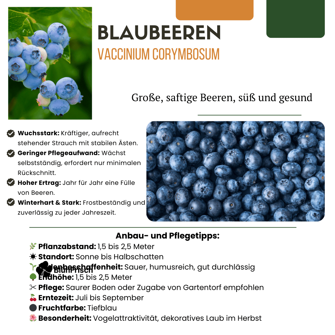 6 x Heidelbeerpflanzen BIO – Ø 13 cm – ↨ 20 cm