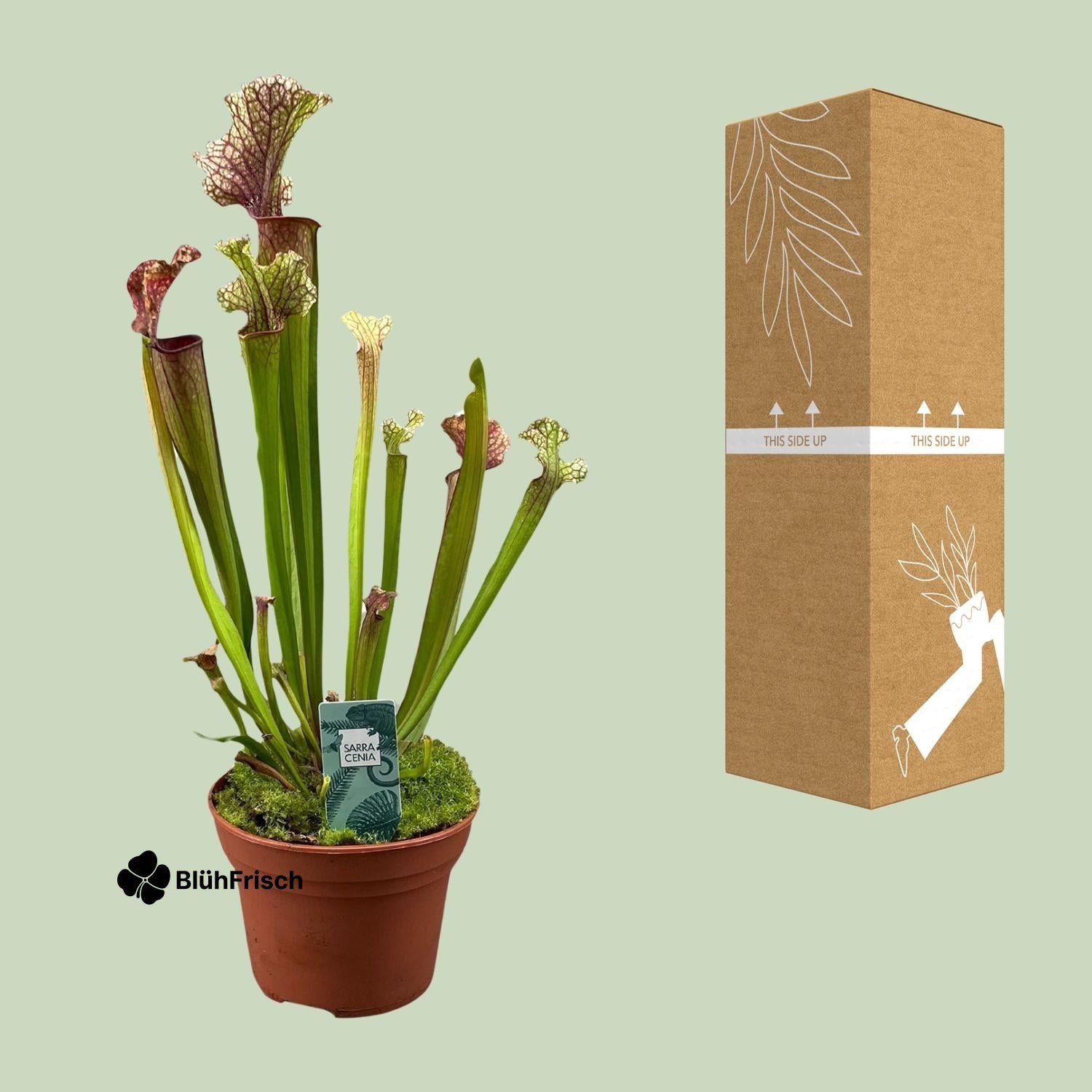 Sarracenia Judith Hindle - Ø12cm - ↕30cm