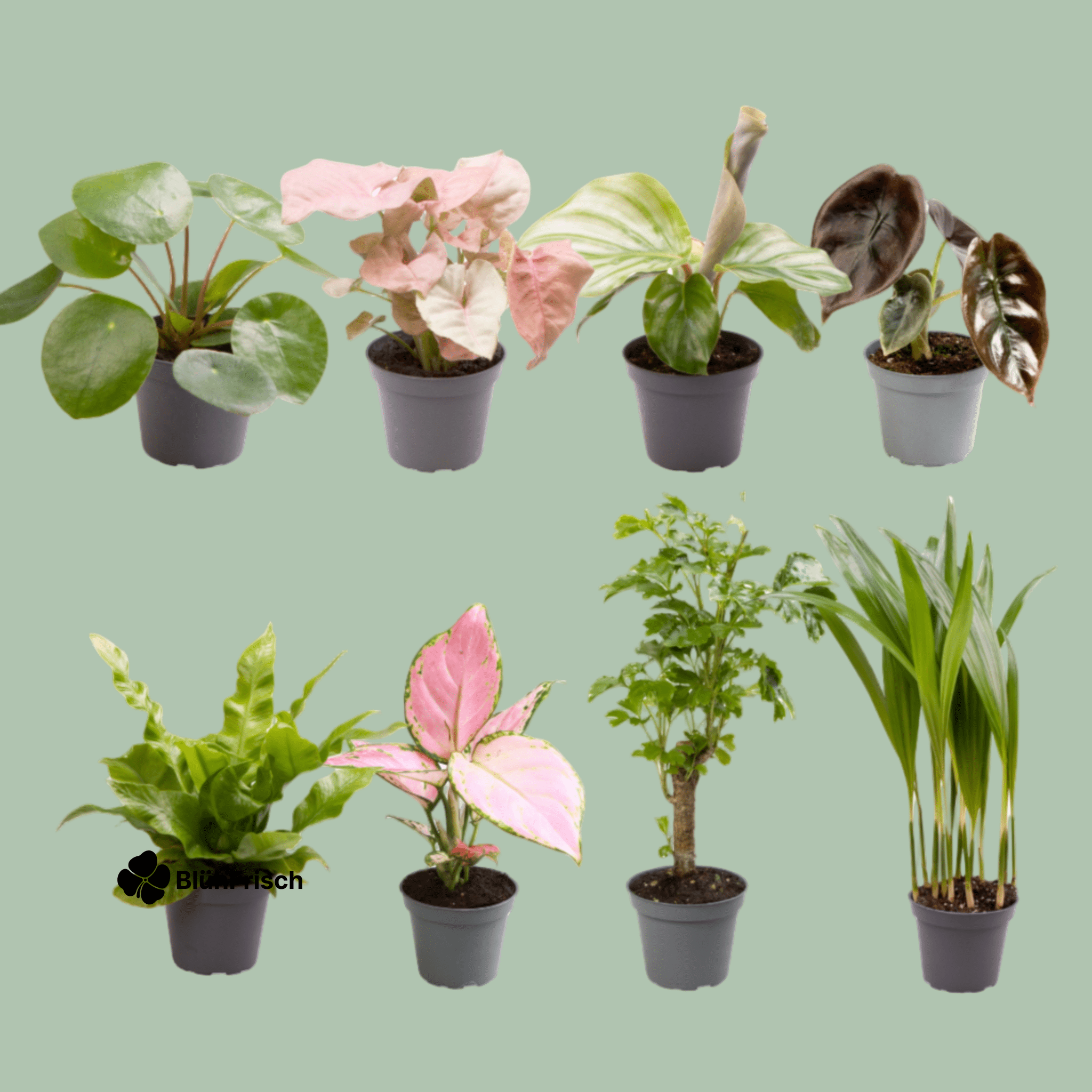 Babypflanzen-Überraschungsbox - Ø6cm - ↕5 cm - x8 cm