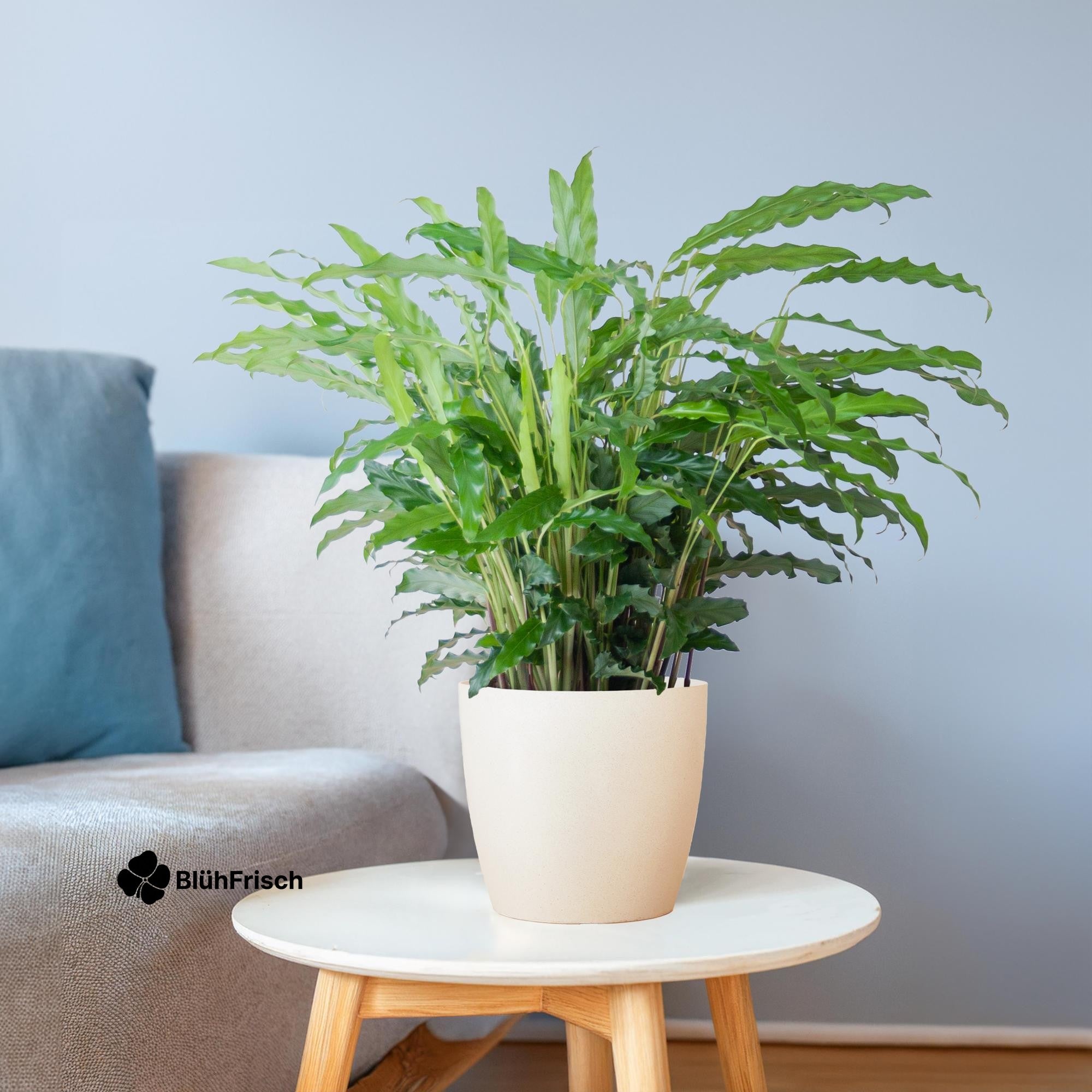 Calathea Rufibarba mit Viber weiß - 55cm - Ø17