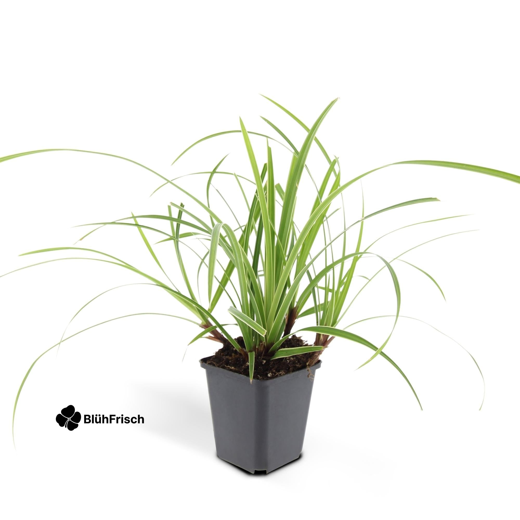 24x Carex morrowii 'Ice Dance' - ↕10-25cm - Ø9cm