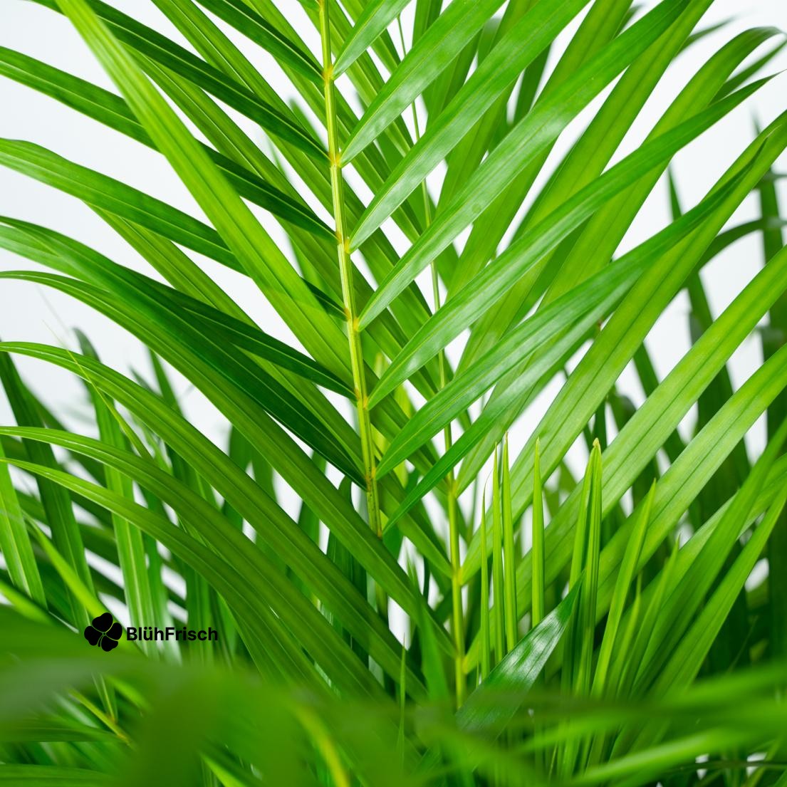 Areca-Palme - Ø21cm - ↕110cm