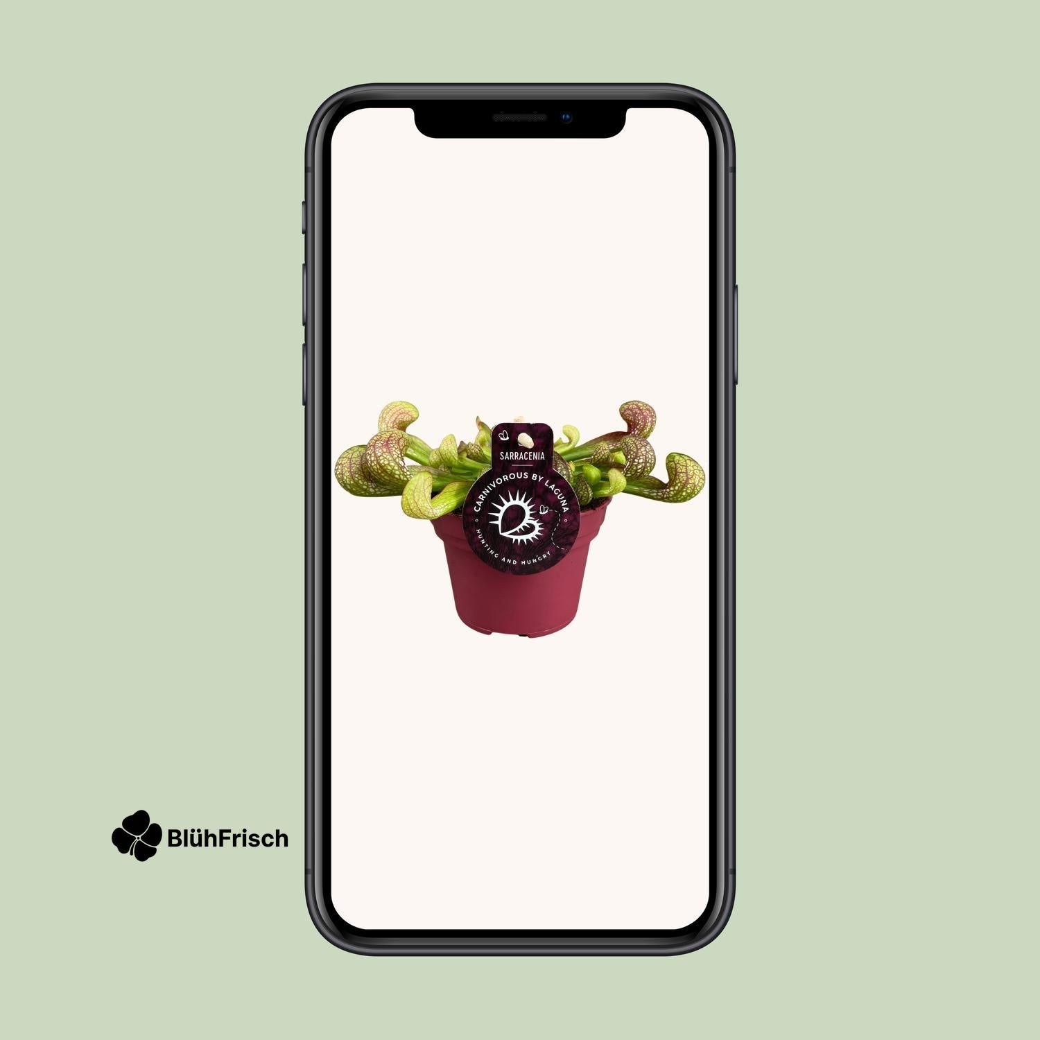 Sarracenia Psittacina - Ø12cm - ↕13cm