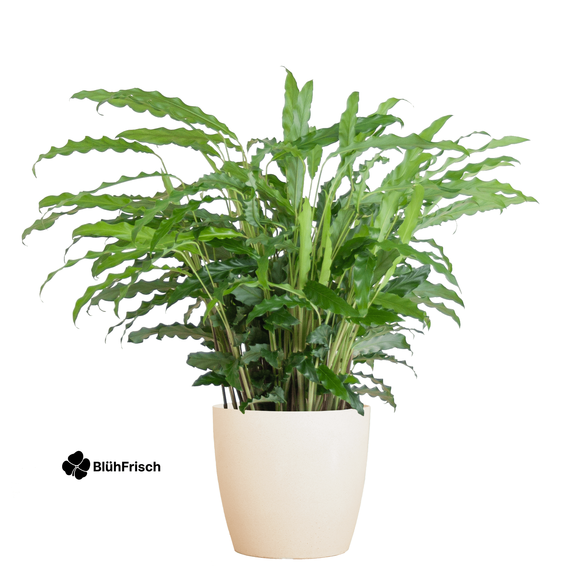 Calathea Rufibarba mit Viber weiß - 55cm - Ø17