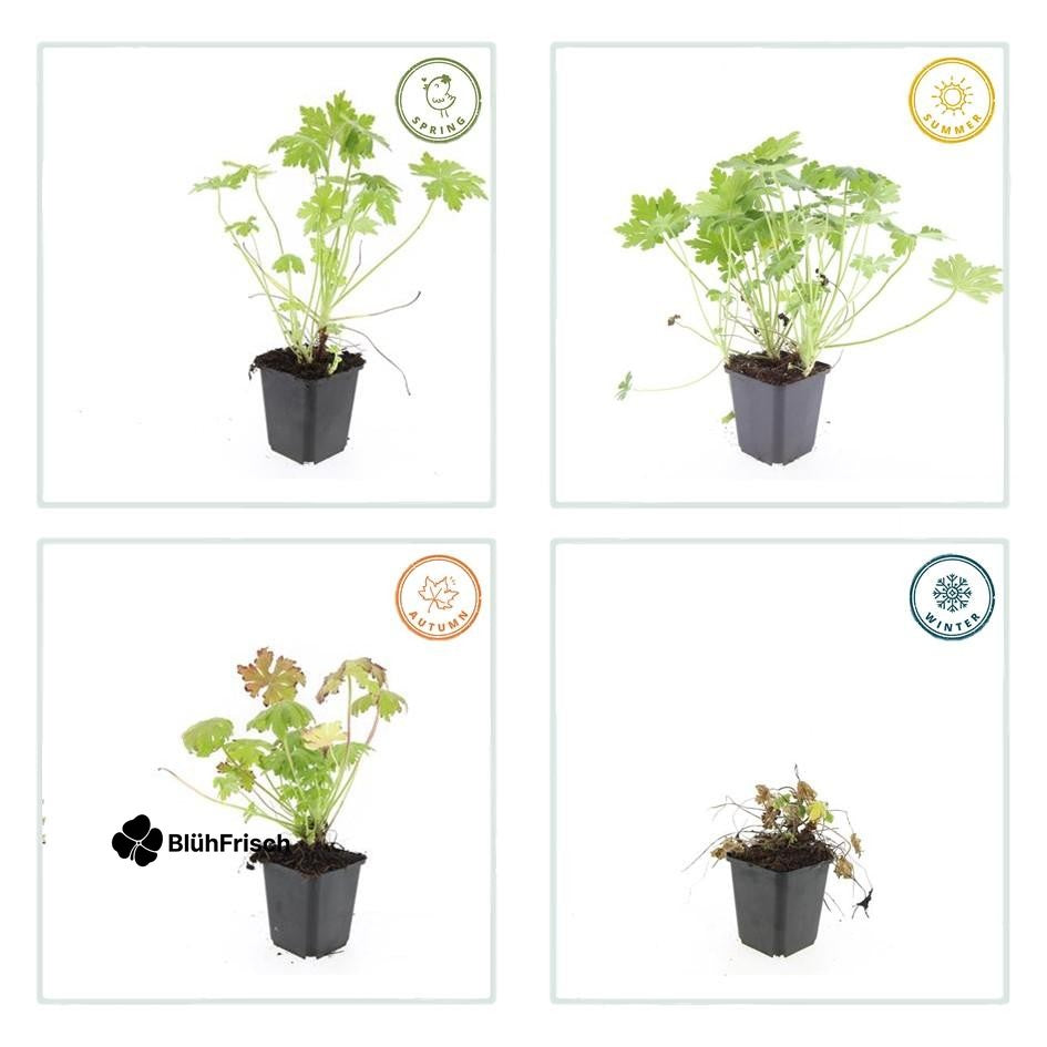 24x Geranium macrorrhizum - ↕10-25cm - Ø9cm