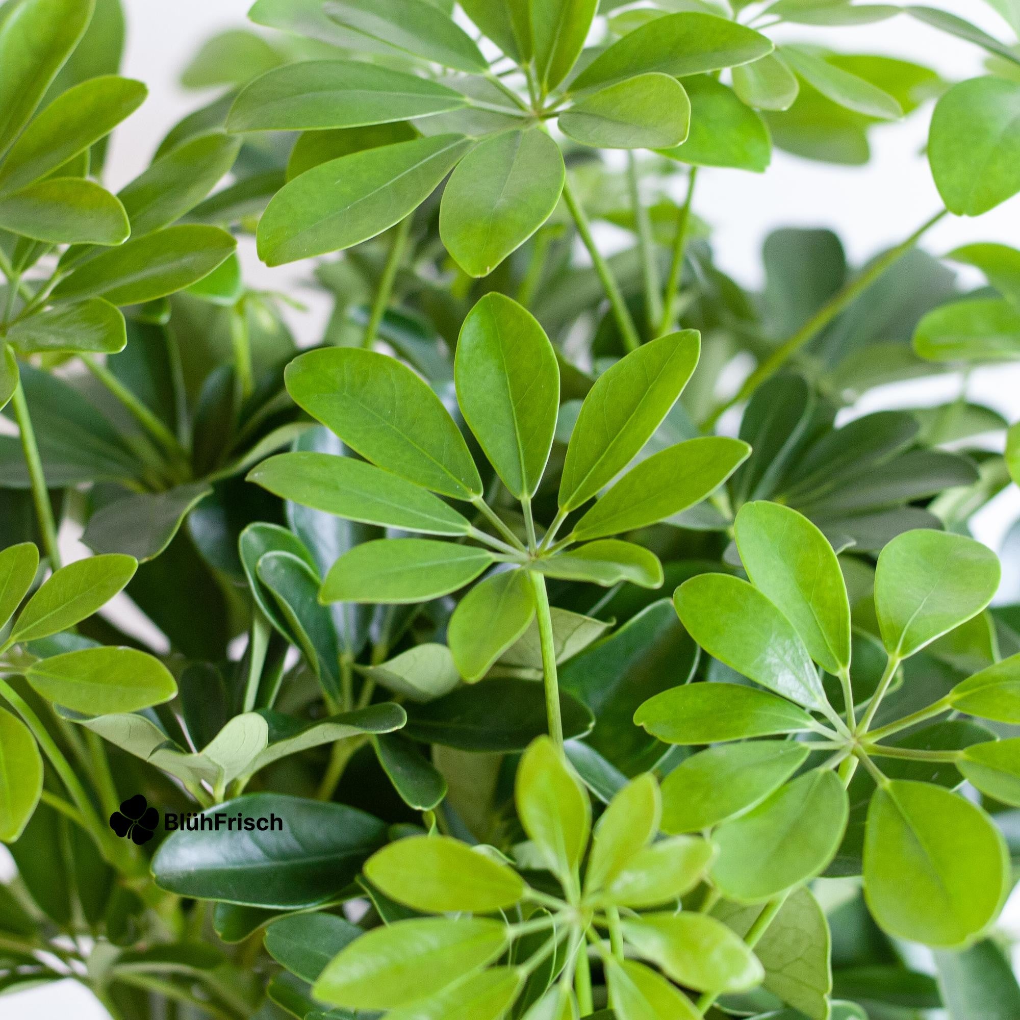 Schefflera Arab Nora mit Korb Sofia natur - 70cm - Ø21