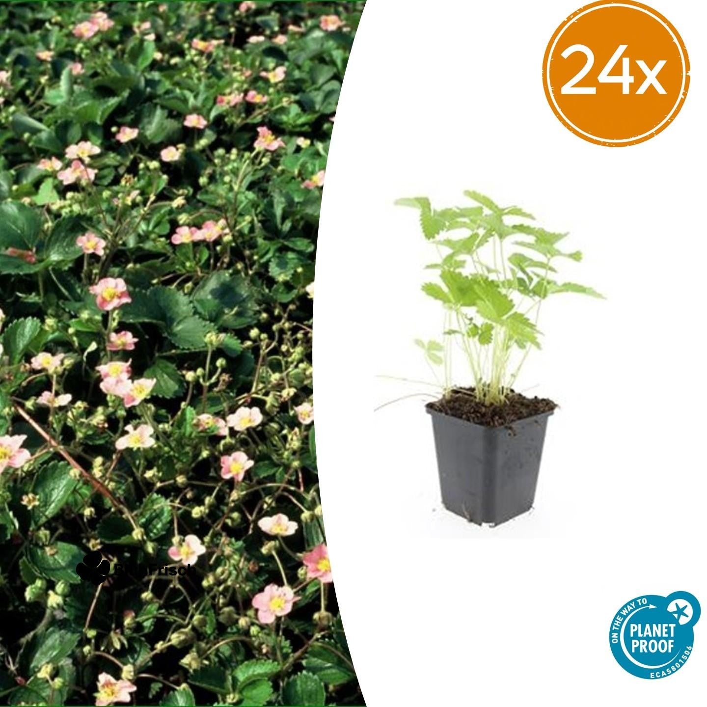 24x Fragaria vesca - ↕10-25cm - Ø9cm
