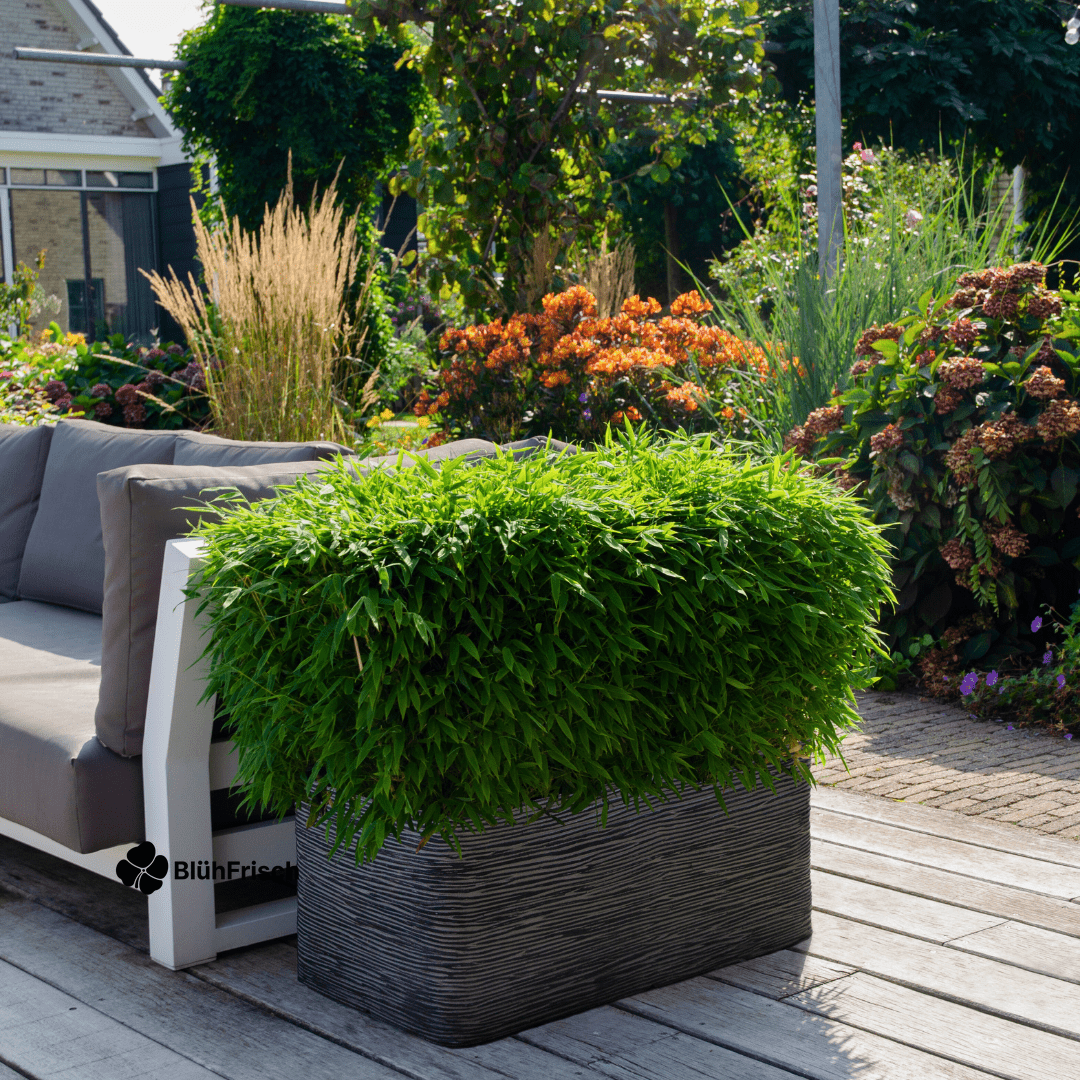 Schirm-Bambus - Ø 29 cm - ↨ 70 cm