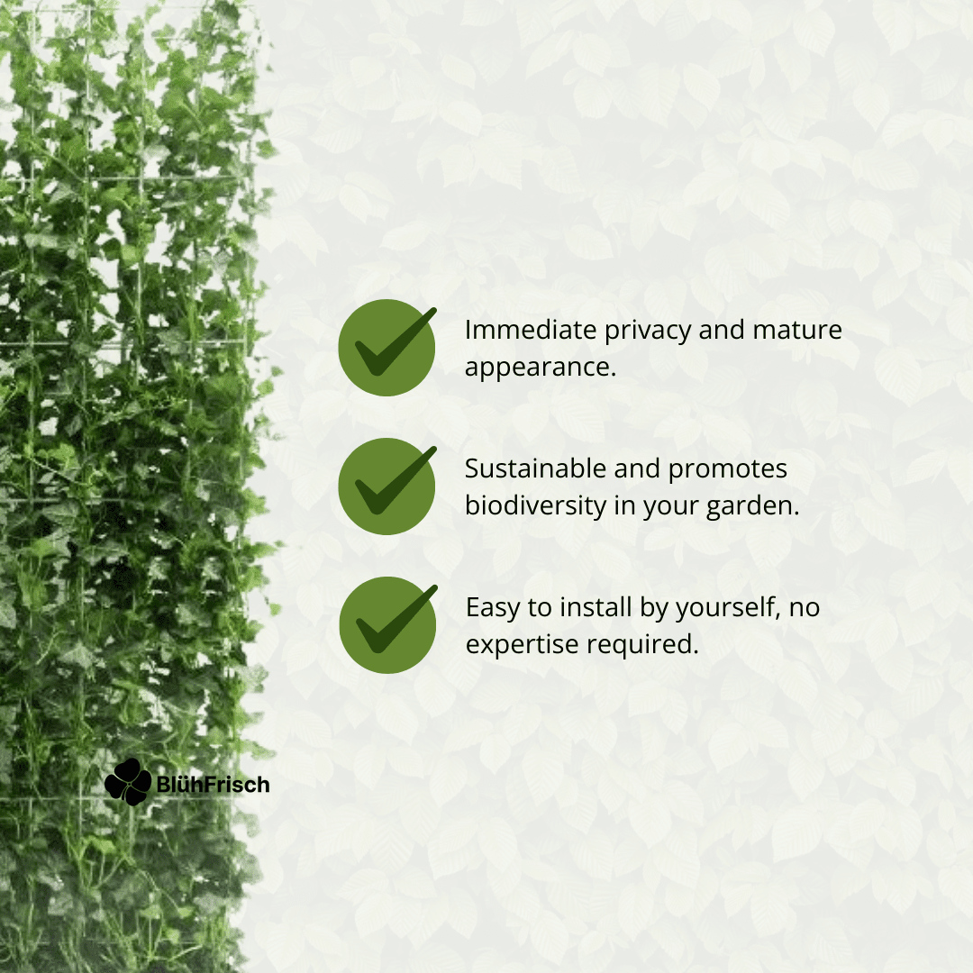 Hedera Hibernica - Efeu - Fertighecke - ↨120 cm