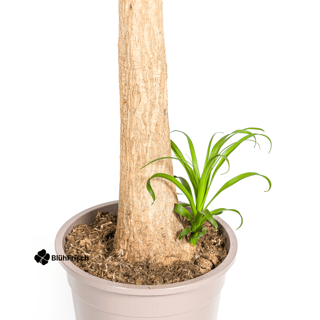 Beaucarnea Recurvata Stamm Ø27cm - ↕110 - 130cm