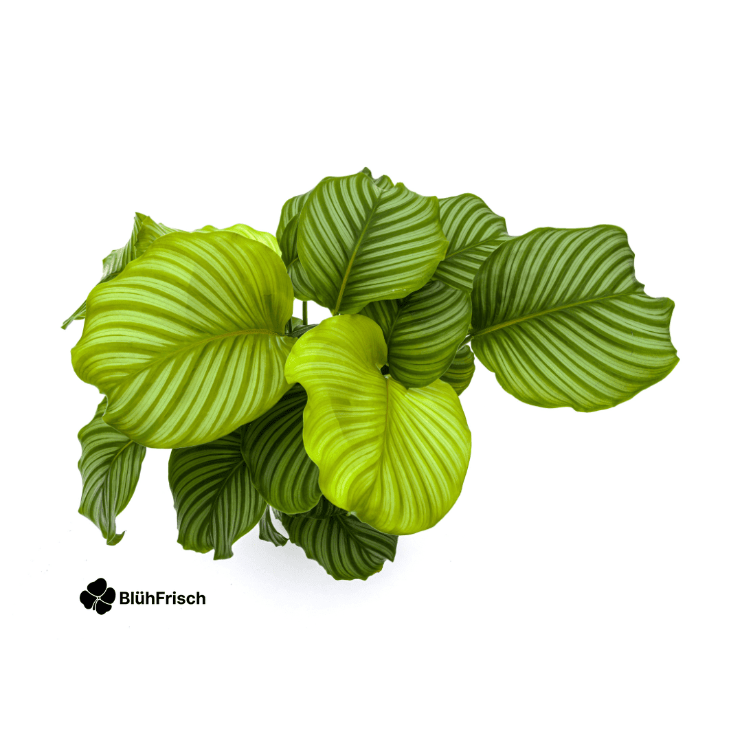 Calathea Orbifolia Ø27cm - ↕70 - 90cm