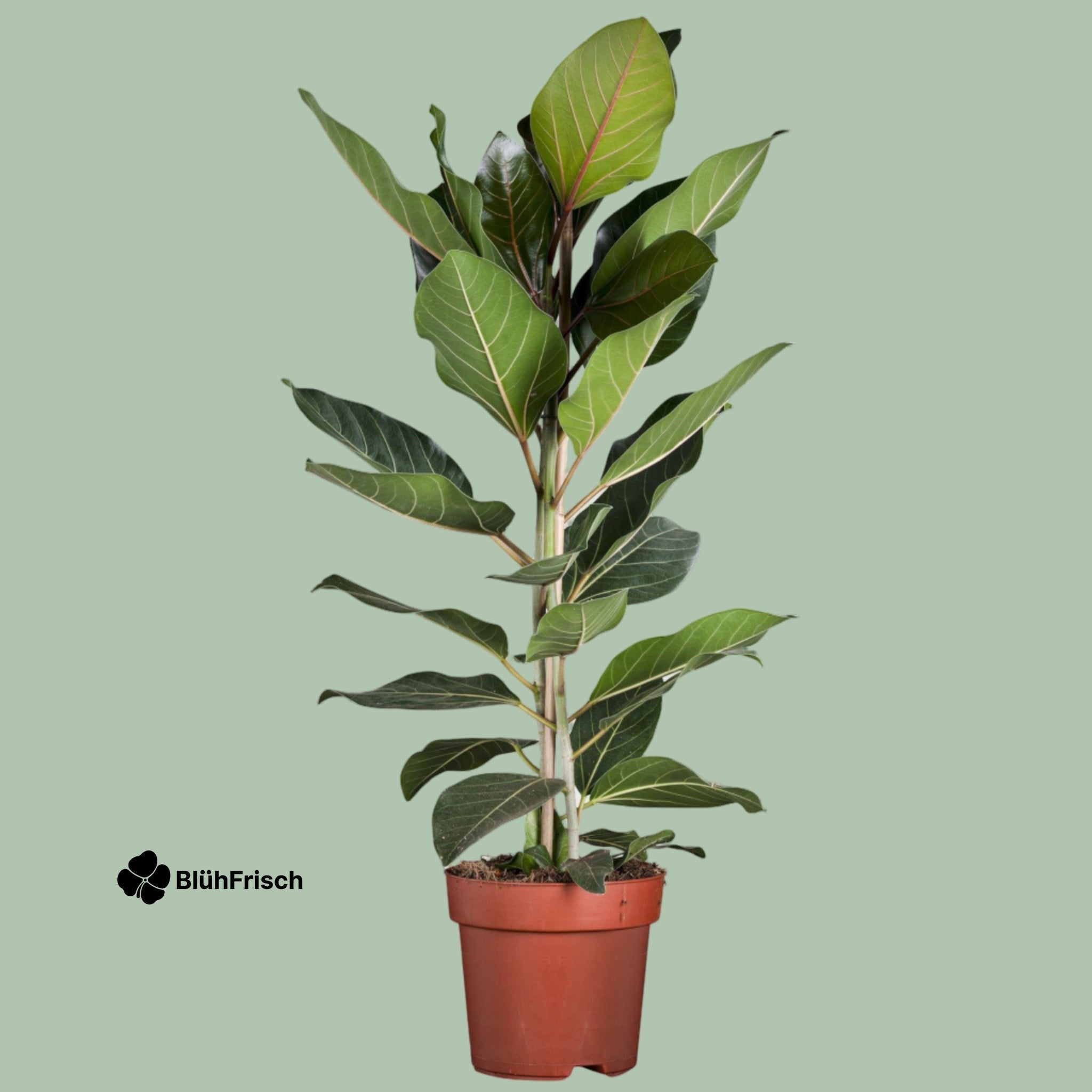Ficus Benghalensis 'Joy' P21 - Ø21cm - ↕90cm