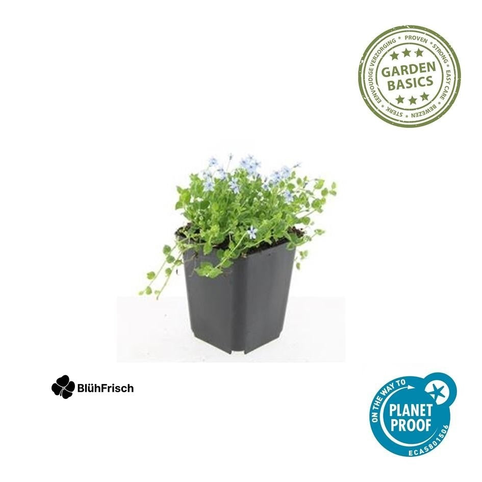 48x Isotoma fluviatilis 'Alba'- ↕10-25cm - Ø9cm