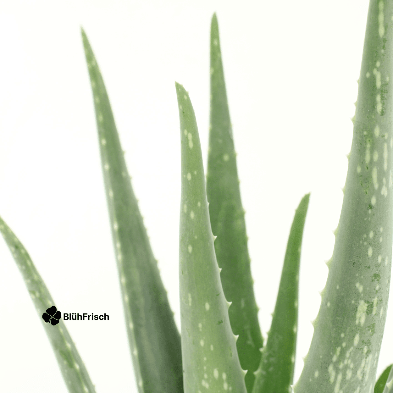 2x Aloe Vera - Sukkulente - 40cm - ø12