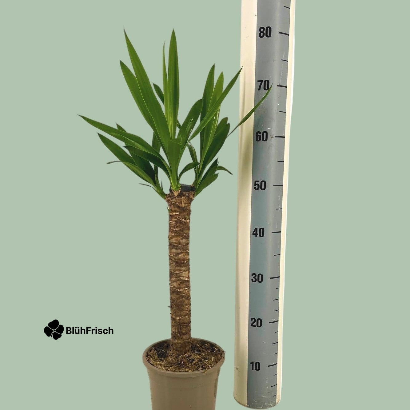 Yucca Elephantipes Ø17cm - ↕60 - 80cm