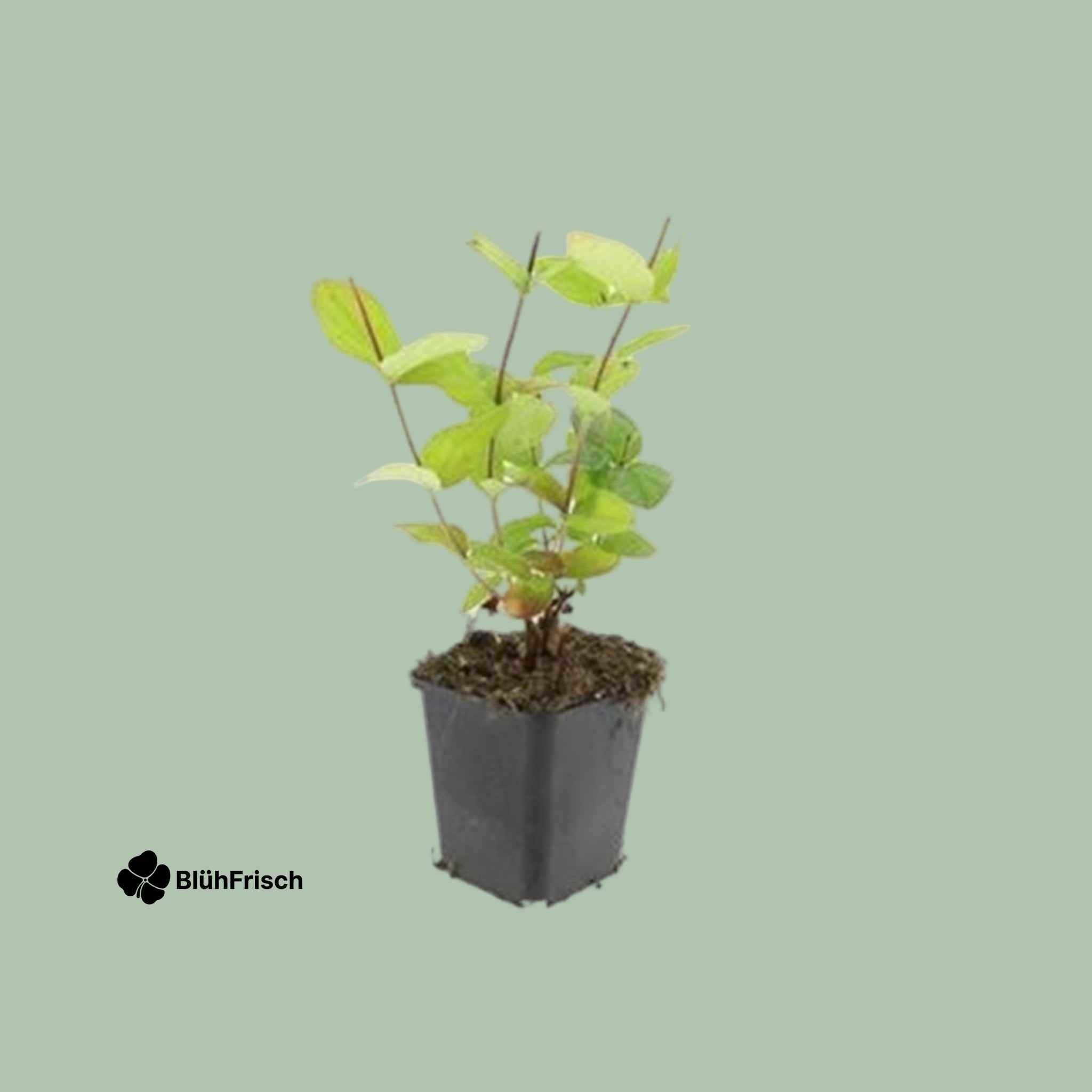 24x Hypericum inodorum 'Beauty' - ↕10-25cm - Ø9cm