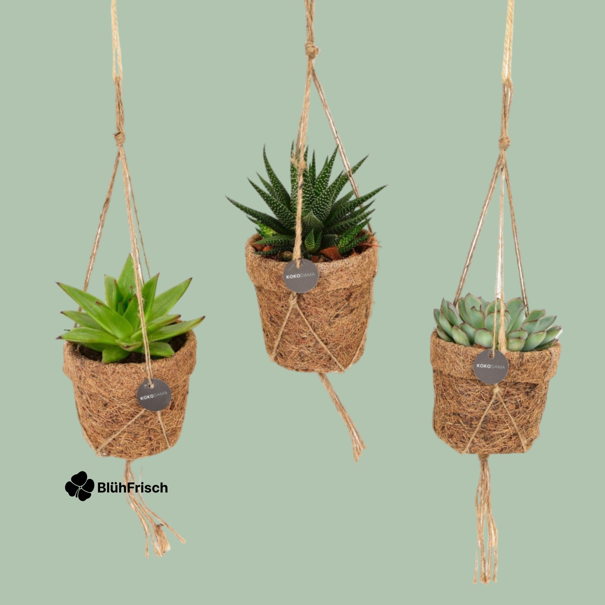 Kokopot String Succulenten Mix - 3 Stücke - Ø10cm - ↕15cm