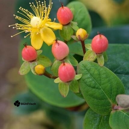 24x Hypericum inodorum 'Annebel' - ↕10-25cm - Ø9cm