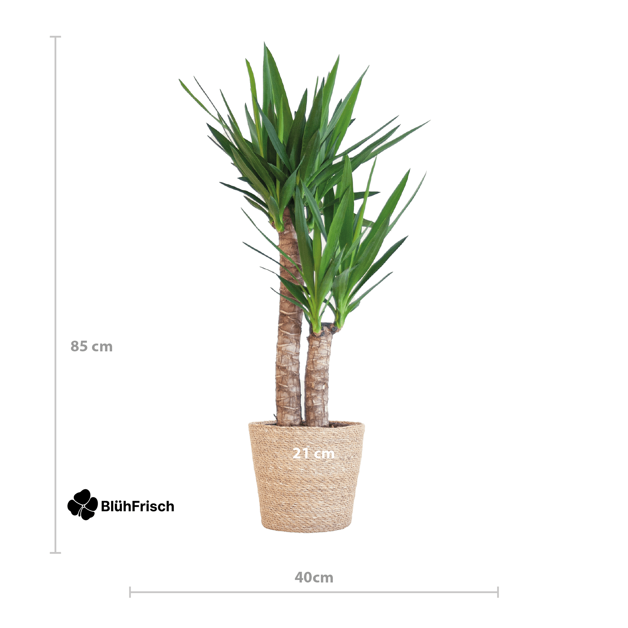 Yucca Elephantipes mit Sofia-Korb natur - 90cm - Ø21