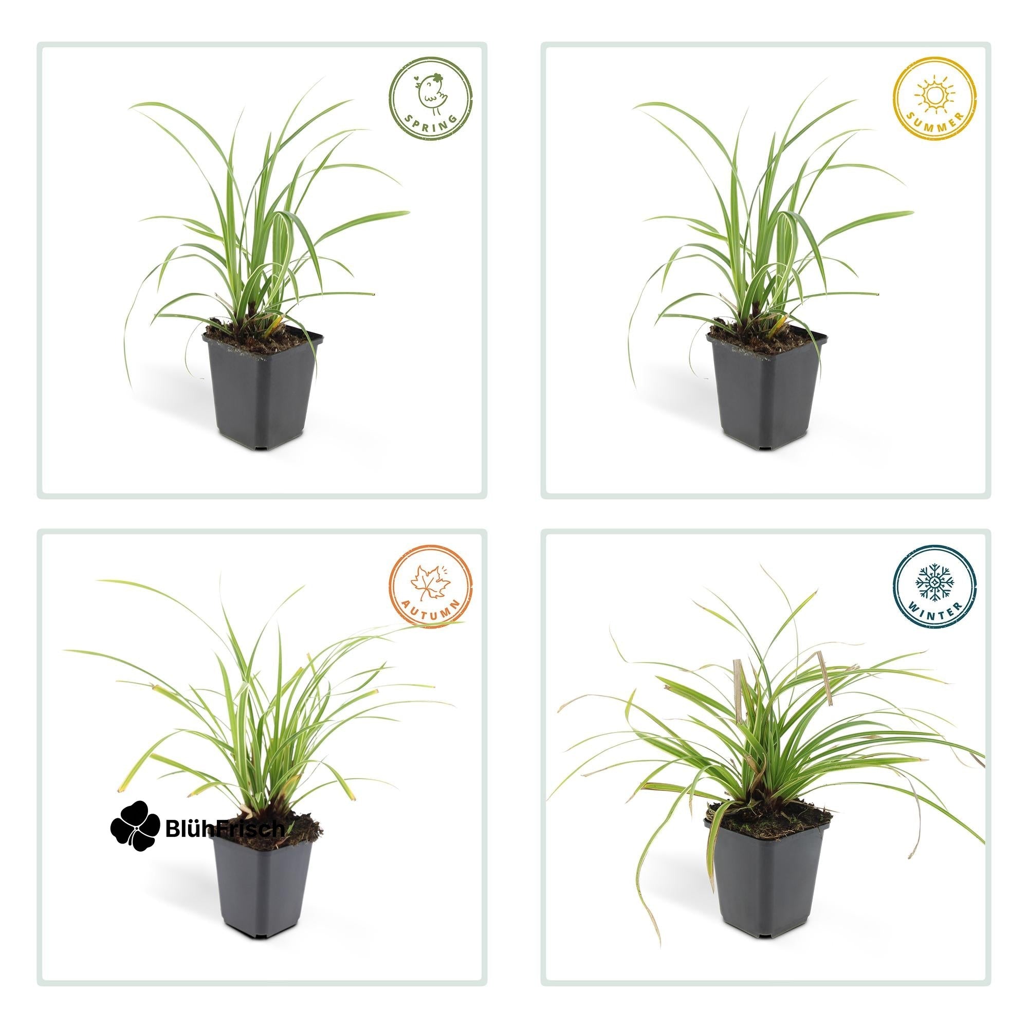 24x Carex morrowii 'Ice Dance' - ↕10-25cm - Ø9cm