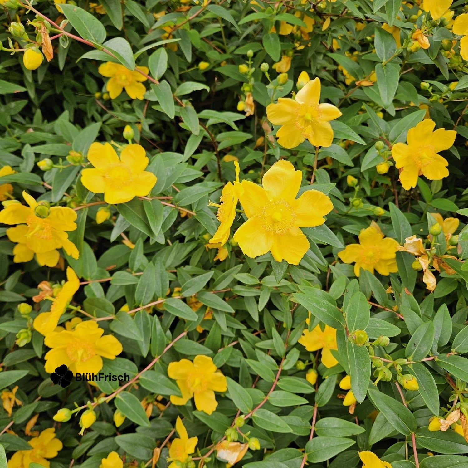 24x Hypericum dummeri 'Peter Dummer' - ↕10-25cm - Ø9cm