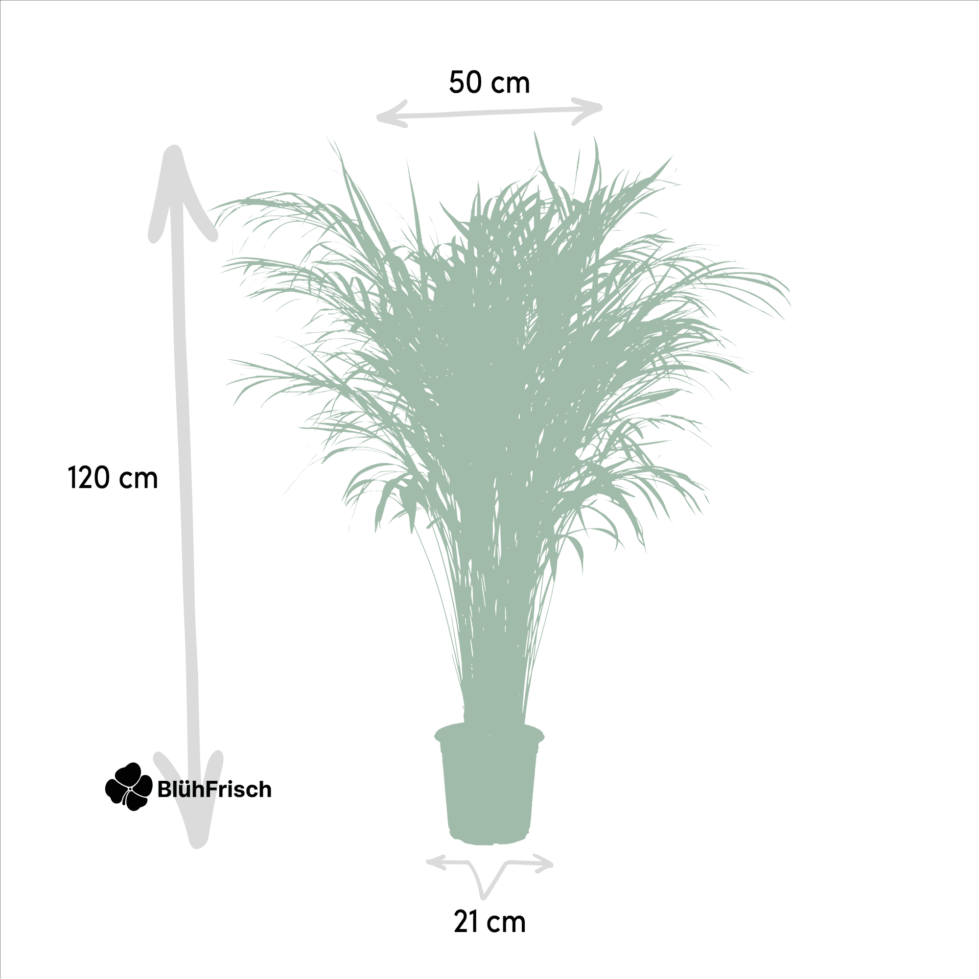 Areca-Palme - Ø21cm - ↕110cm