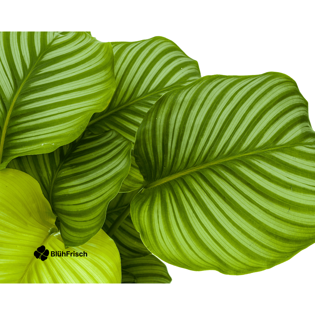 Calathea Orbifolia Ø27cm - ↕70 - 90cm