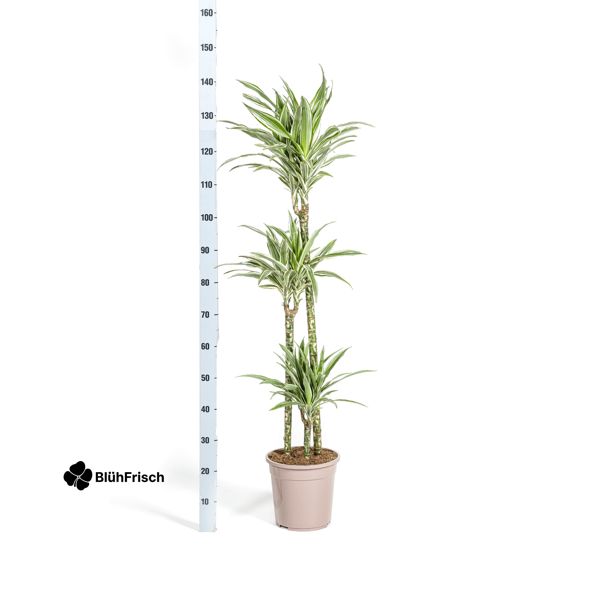 Dracaena Deremensis White Stripe mit Korb 130 - 150cm