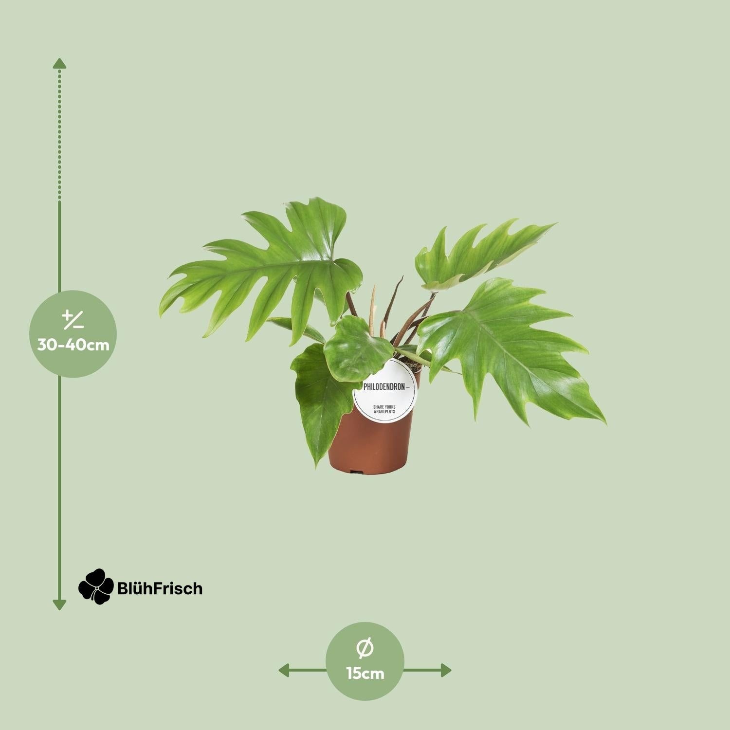 Philodendron Mayoi - Ø15cm - ↕35cm