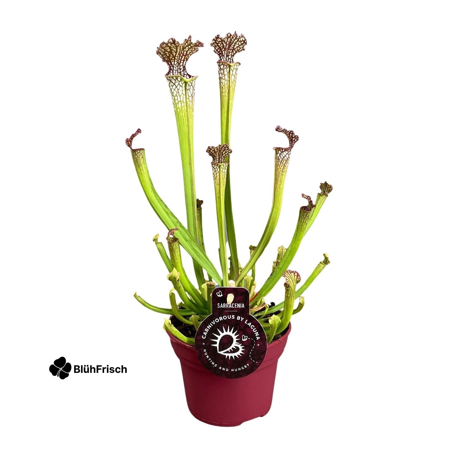 Sarracenia Farnhamii - Ø12cm - ↕40cm