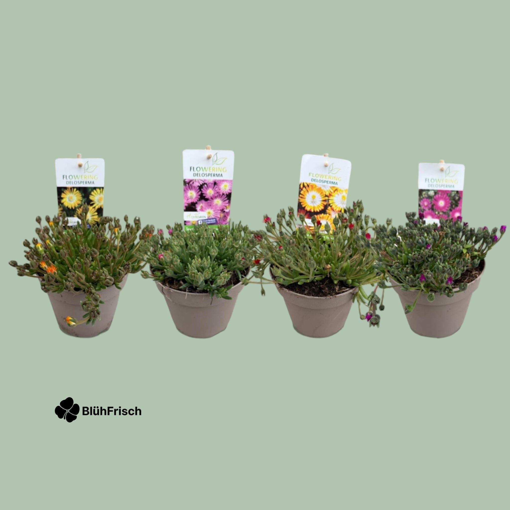 GreenboutiQ - Bodendecker - Winterhart - Delosperma Jewel of Dessert - 4 Pflanzen - Farben Rot - Orange - Lila - Rosa - Wenig Pflege - Topf 14cm Höhe 17cm